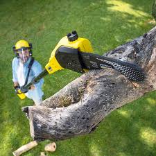 Best Palm Tree Trimming  in Brooktrails, CA