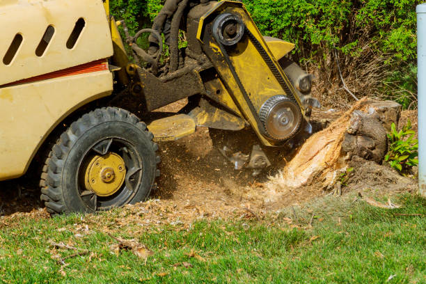 Best Lot and Land Clearing  in Brooktrails, CA
